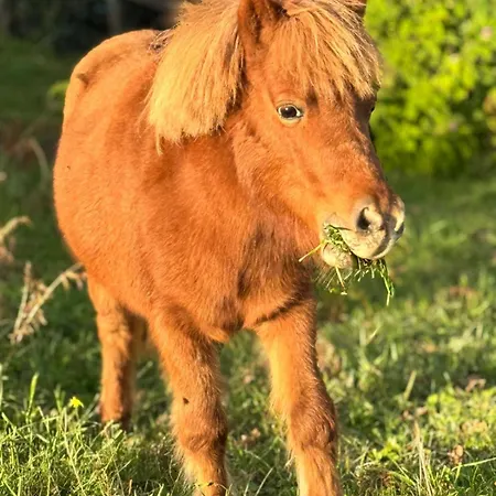 Casa rural Quinta Do Olival Arcos de Valdevez