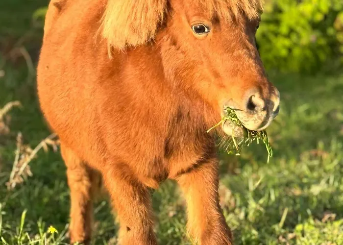 Hétvégi ház Quinta Do Olival Arcos de Valdevez